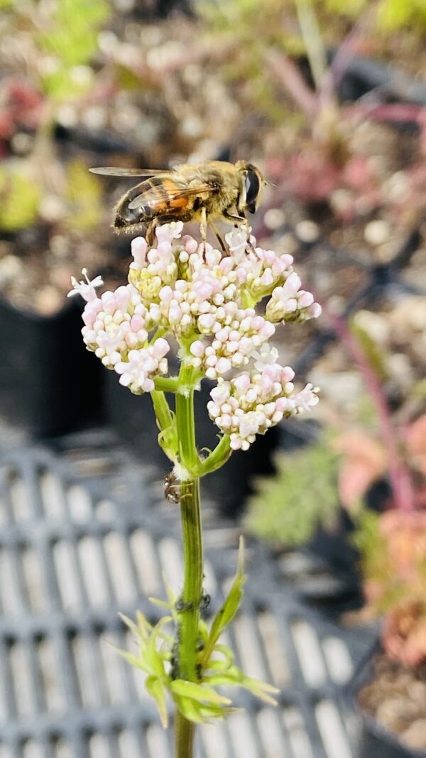 Valeriana officinalis mit Biene